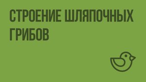Строение шляпочных грибов. Видеоурок по окружающему миру 1 класс
