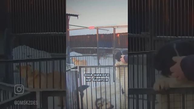 Дикие собаки людей боятся и держатся от них подальше!