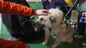 Третий фестиваль Woof в поддержку животных из приютов прошел в Новосибирске