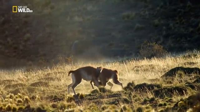 Nat Geo Wild. Дикая природа Перу.Побережье.Анды.
