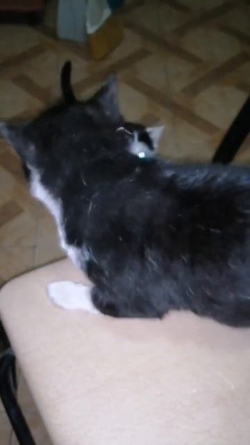 "Всяк сверчок знай свой шесток". Кошка-мать и кот Мурлыка смотреть онлайн