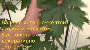 В гостях у Саши 3 я серия Виноград в самодельной теплице