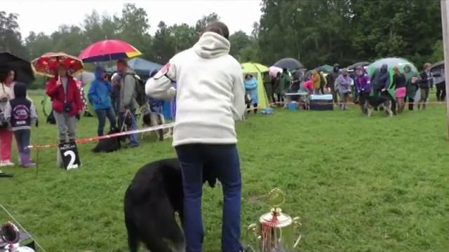 Сириус Грей смотреть онлайн