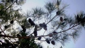 Звездочка тучку задела-кавер -Муз. Е.Родыгина,ст.С Караваева Г.Погорельская