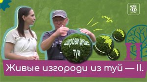Живые изгороди из шаровидных туй!