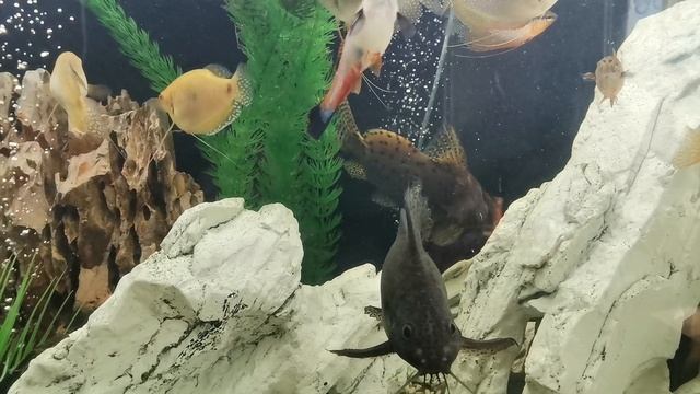 Мои питомцы смотреть онлайн