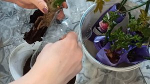 КУПИЛИ САЖЕНЦЫ РОЗ С ЗАКРЫТОЙ КОРНЕВОЙ СИСТЕМОЙ И НЕ ЗНАЕТЕ КАК ИХ СОХРАНИТЬ??? ПОКАЗЫВАЮ КАК