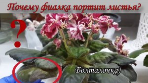 Почему фиалка портит листья? Как её правильно пересадить? Болталочка)