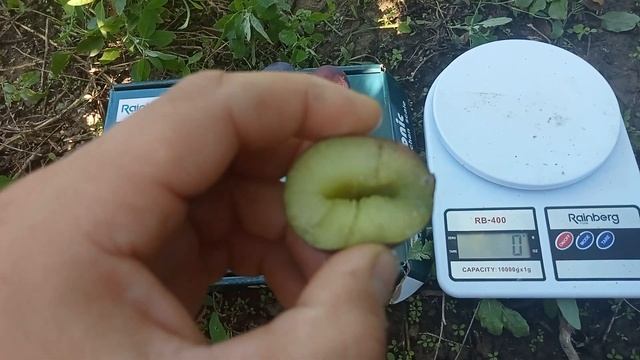 Слива Гілберт. Дуже ранній сорт смотреть онлайн