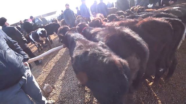 CHUST MOL BOZORIDA NARXLAR ÕZGARDI  2 01 2022.