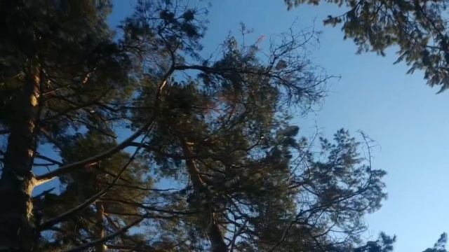 Георгий Шлифер "В зимнем лесу" смотреть онлайн