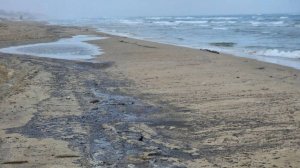 Пляжи Анапы вновь почернели от выбросов мазута. Волонтеры приступили к уборке нефтепродуктов