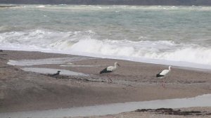 Сводка погоды в Любимовке 8.04.25г.