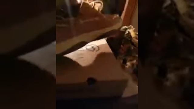 Tough leather boat shoe review 50 bucks like tims смотреть онлайн