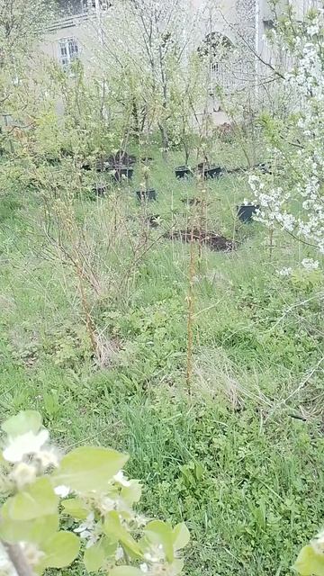 05.04.2024 груша Бере Клержо