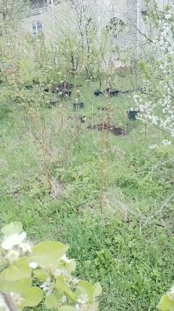 05.04.2024 груша Бере Клержо