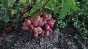 Виноград Казанова - Дубовский розовый