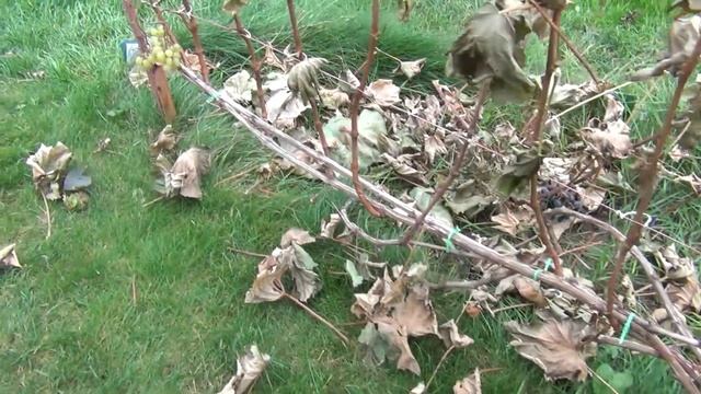 КОГДА ОБРЕЗАТЬ ВИНОГРАД? и КАК ОБРЕЗАТЬ ЛОЗУ БИТУЮ ЗАМОРОЗКОМ смотреть онлайн