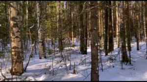 Дикая Россия, Ханты-Мансийск. Степень доверия лесных птиц