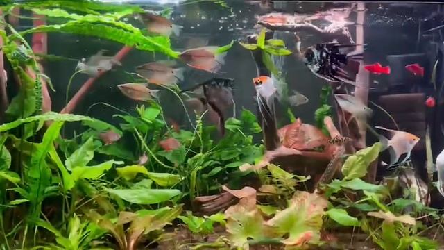 Аквариум ночной движ