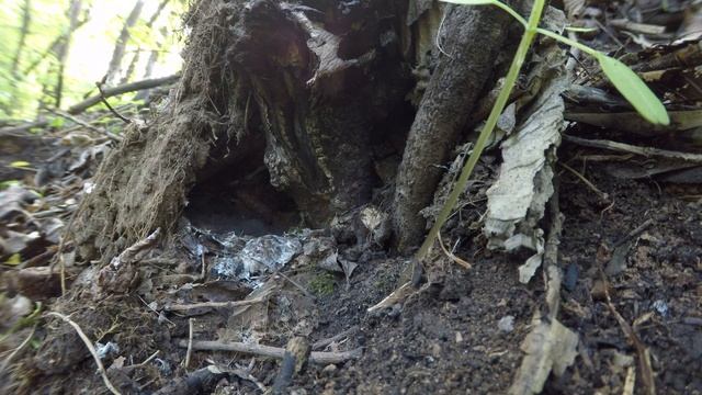 Зарянка 170527 4 у Трамвая птенцы 170528 8 смотреть онлайн