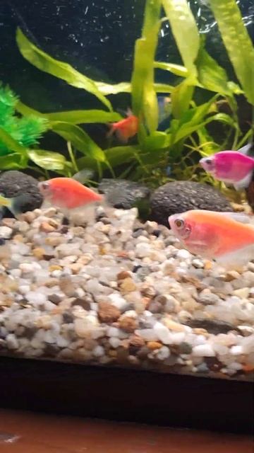 тернеции Glofish. мой аквариум. Джуня Хем 💕 смотреть онлайн