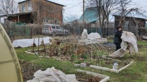 День снятия укрытия с роз, какой он.