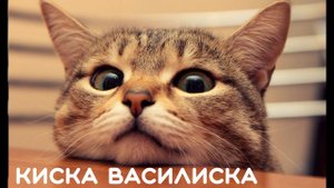Веселая добрая песня про кошку "Киска Василиска" (Евгений Бедненко)