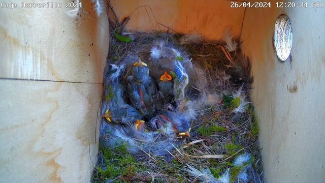 Caja Nido Herrerillo Dia 11 Highligths (26/04/2024) смотреть онлайн