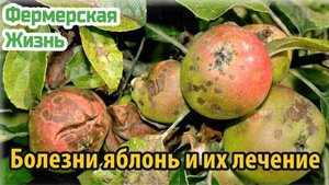 Болезни яблонь и их лечение