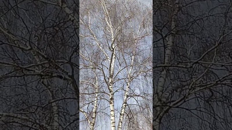 берёза.