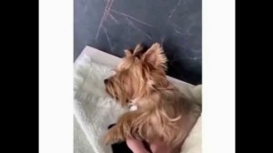&. Весёлые собачки