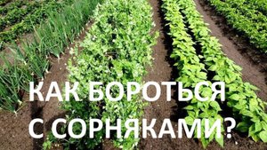 Как бороться с сорняком-4 способа!!! Смотреть всем!!!