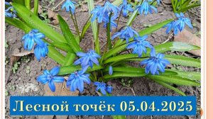 Лесной точёк 05.04.2025
