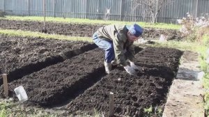 Осень в Орле дождливая но тёплая/ Успел всё таки посадить лук и чеснок.