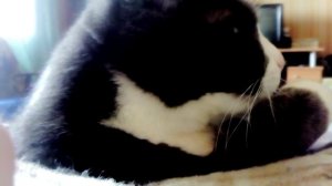 (nya)