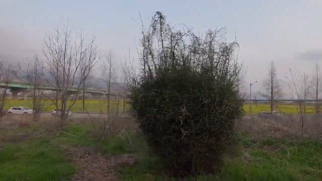 Любование цветущей вишней в Пусане. Катя и Кюдэ/Южная Корея смотреть онлайн