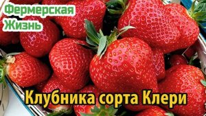 Клубника Клери основные характеристики и советы по выращиванию