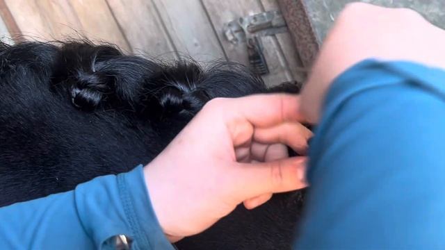 HOW TO PLAIT/BRAID FOR THE SHOW RING.| PLAITING TUTORIAL VLOG ✨ смотреть онлайн