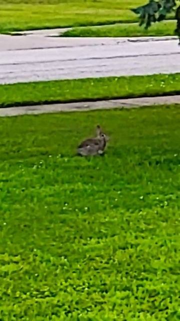 Sitting Down Bunny Rabbit #shorts смотреть онлайн