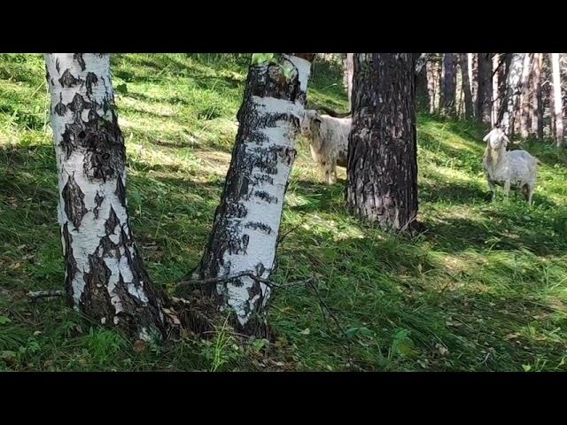 гуляем с козами смотреть онлайн