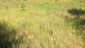 бабочки, звуки лета. дубки