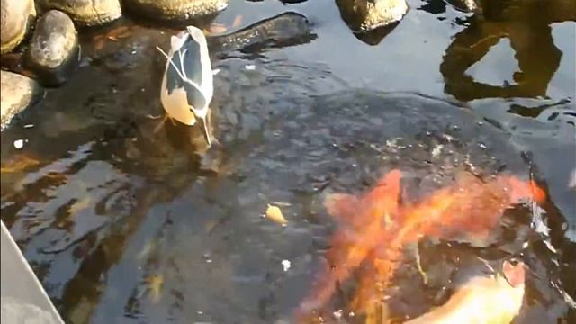 How we tried to be a friends with the lizard on the island of Bali.