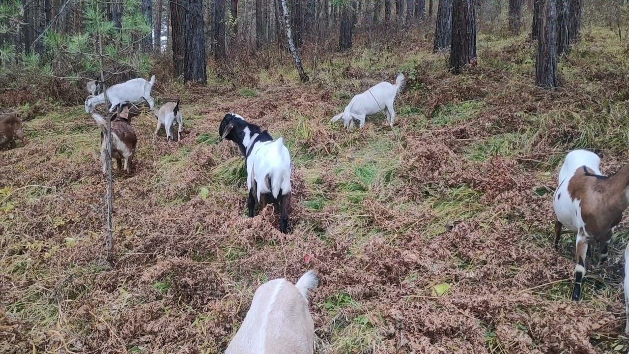 Гуляем с козами, звуки природы смотреть онлайн