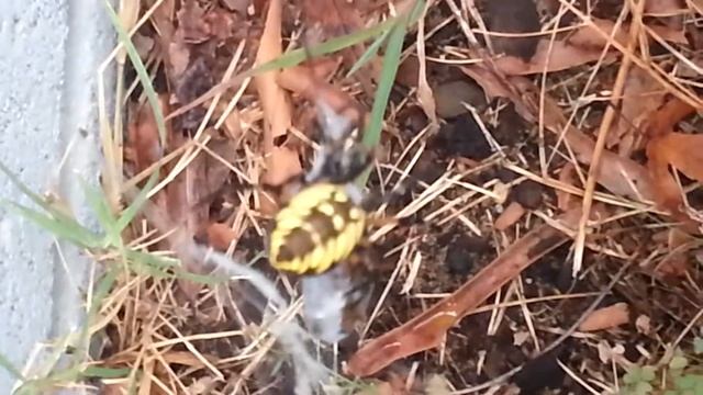 Banana Spider eats a cricket смотреть онлайн