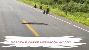 Обезьяны на дороге в парке Мерчисон и иногда змея