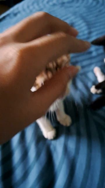 Domestic Short Hair Kitten For Adoption - 1 Month, Scara & Kaffie from Petaling Jaya, Selangor смотреть онлайн