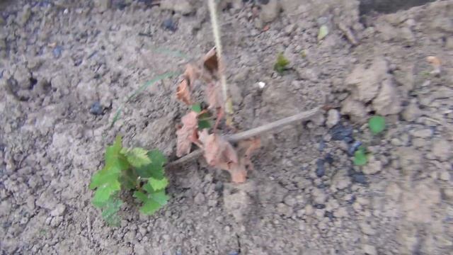 СЛОМАЛСЯ и НЕ ВЫЗРЕЛ САЖЕНЕЦ? ТРИ ПУТИ СПАСЕНИЯ смотреть онлайн