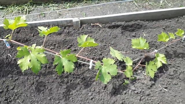 Проснулась зимующая почка смотреть онлайн