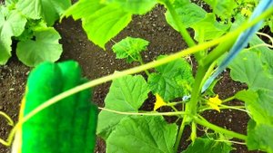 Огурцы ГЕРМАН и ДИНАМИТ в домашней теплице. Формирование куста огурцов.